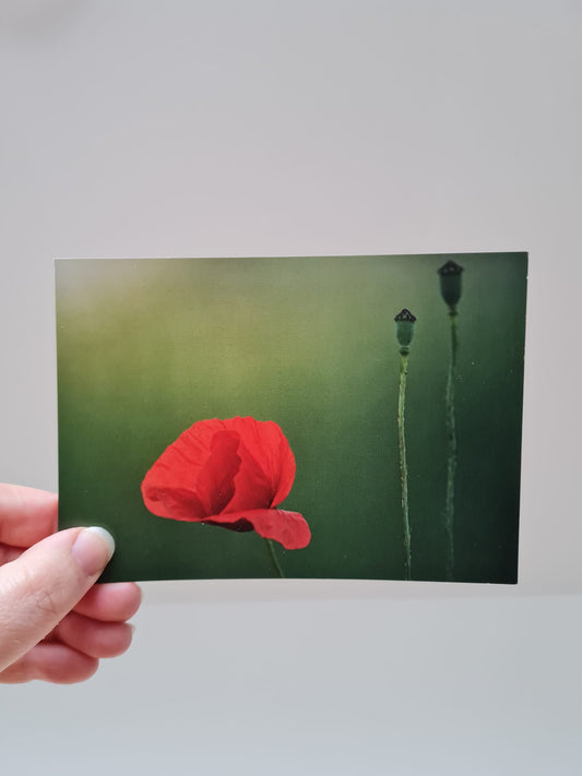 Klaproos - Foto Ansichtkaart