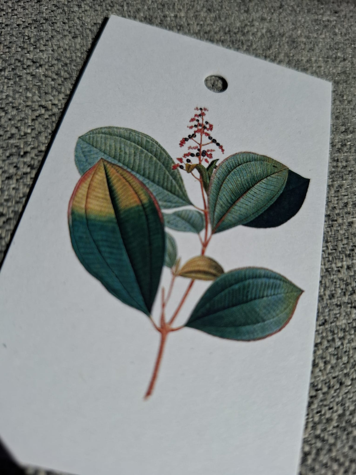Hush Plant - Cadeaukaartje