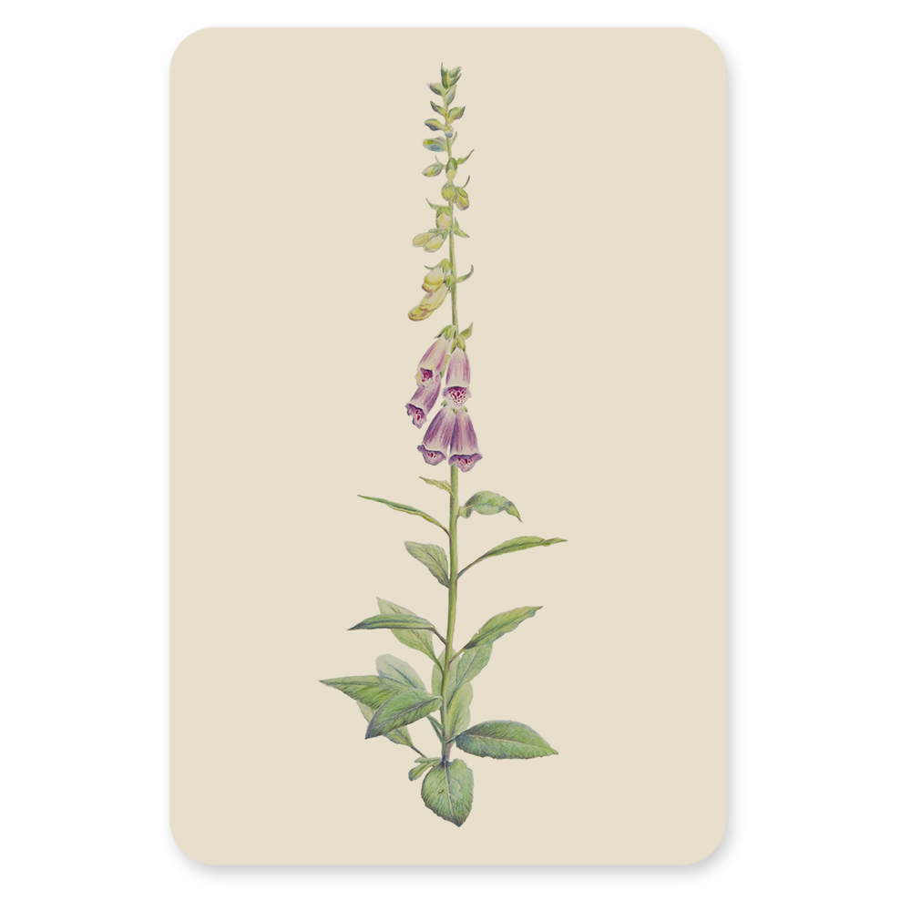 Vingerhoedskruid Plant – Bloem Ansichtkaart