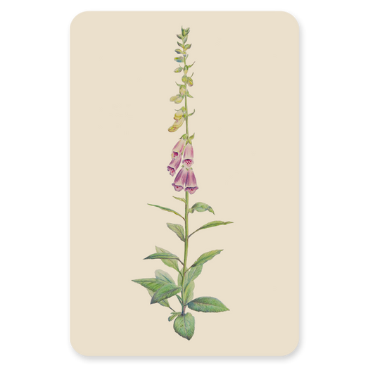 Vingerhoedskruid Plant – Bloem Ansichtkaart