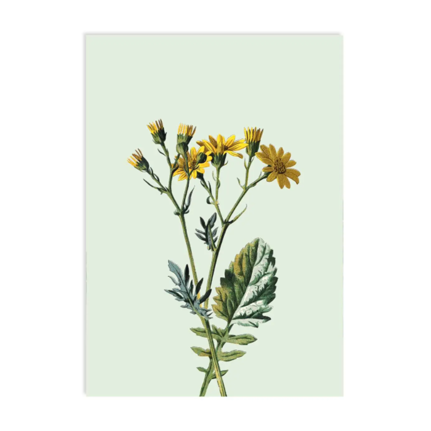 Paardenbloem - Ansichtkaart