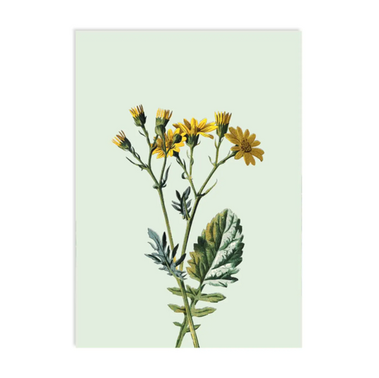 Paardenbloem - Ansichtkaart