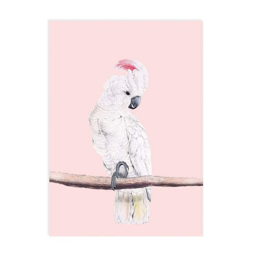 Kaketoe – Ansichtkaart