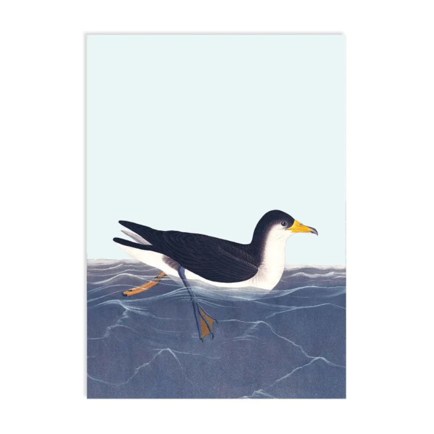 Zee Eend – Ansichtkaart