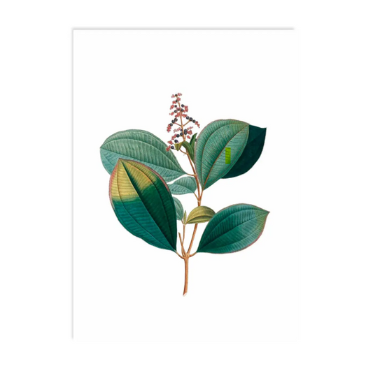 Hush Plant - Ansichtkaart