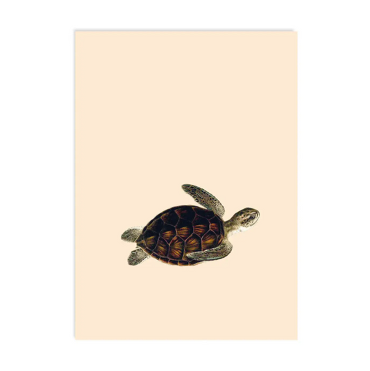 Zee Schildpad - Ansichtkaart