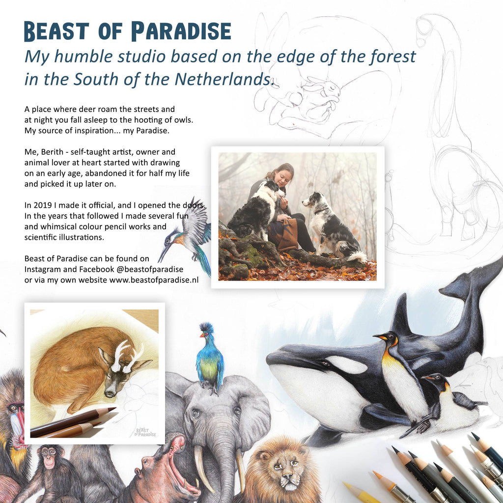 Pimpelmees Verjaardag Vogels - Wenskaart met envelop