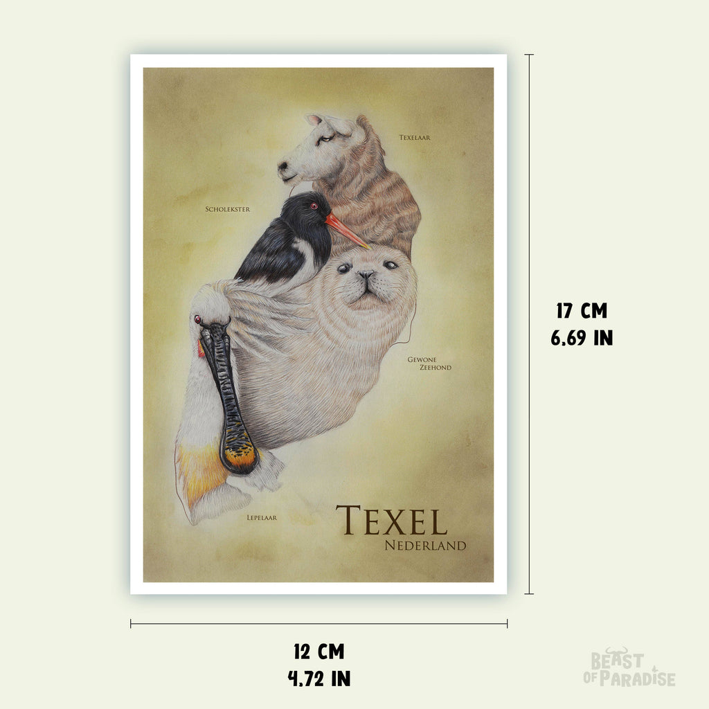Dieren Texel - Ansichtkaart