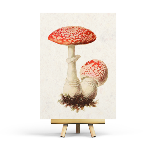 Vintage Amanita Paddenstoel - Ansichtkaart