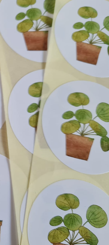 Pannenkoekenplant - 20 Stickers