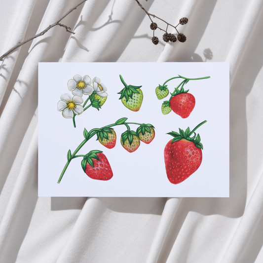 Aardbeien - Illustratie Ansichtkaart