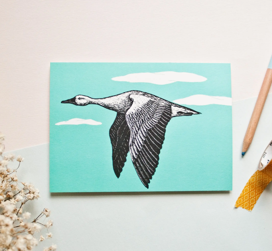 Zwaan – Ansichtkaart