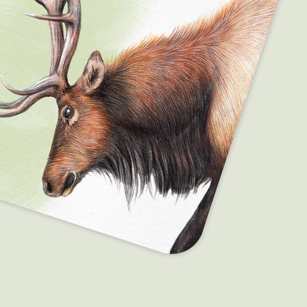 Beer en Eland Jarig - Ansichtkaart