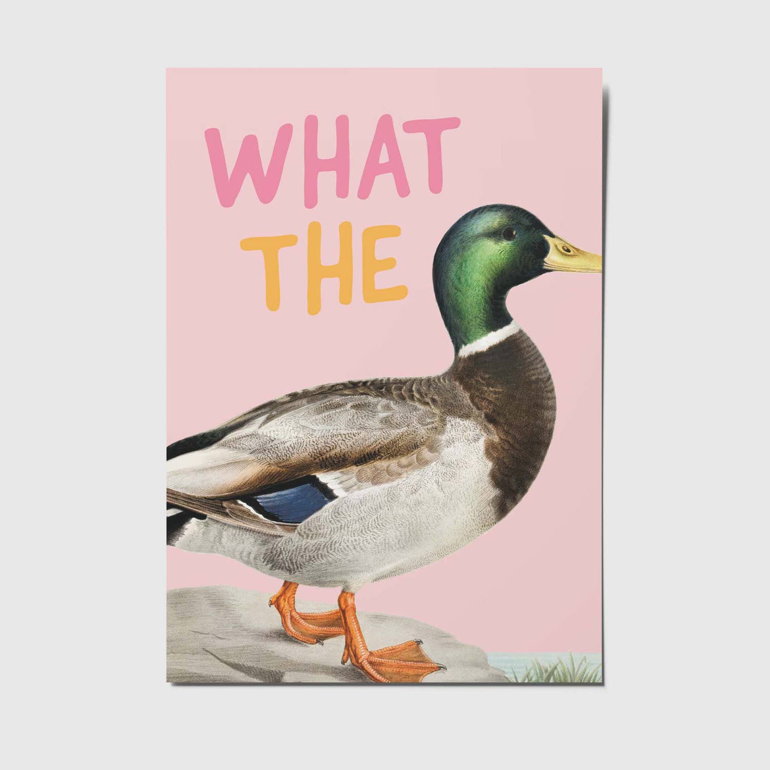 What the duck - Ansichtkaart