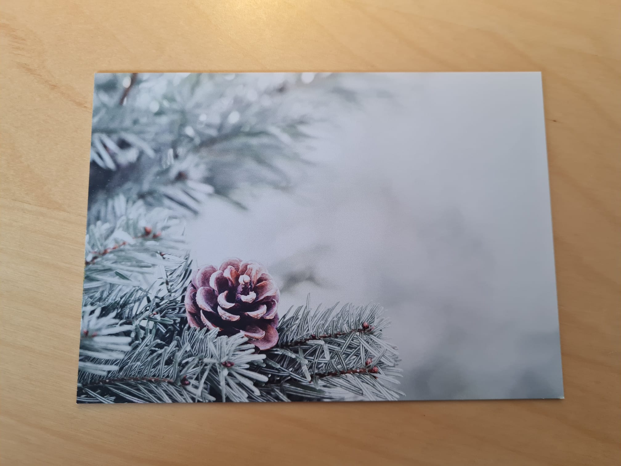 Dennenappel – Ansichtkaart