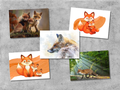 Vosjes - Set van 5 Ansichtkaarten
